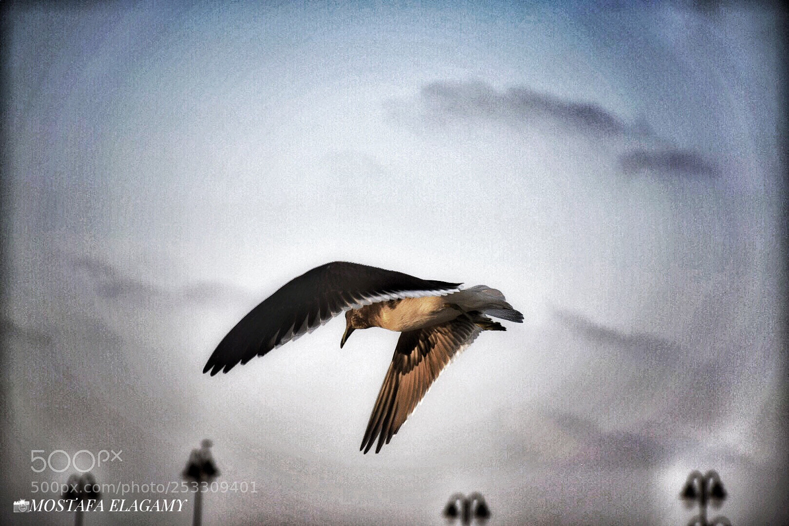 Nikon D5300 sample photo. Go alone  photography