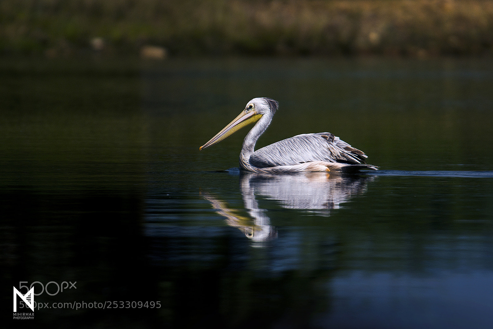 Nikon D800E sample photo. Great white pelican photography