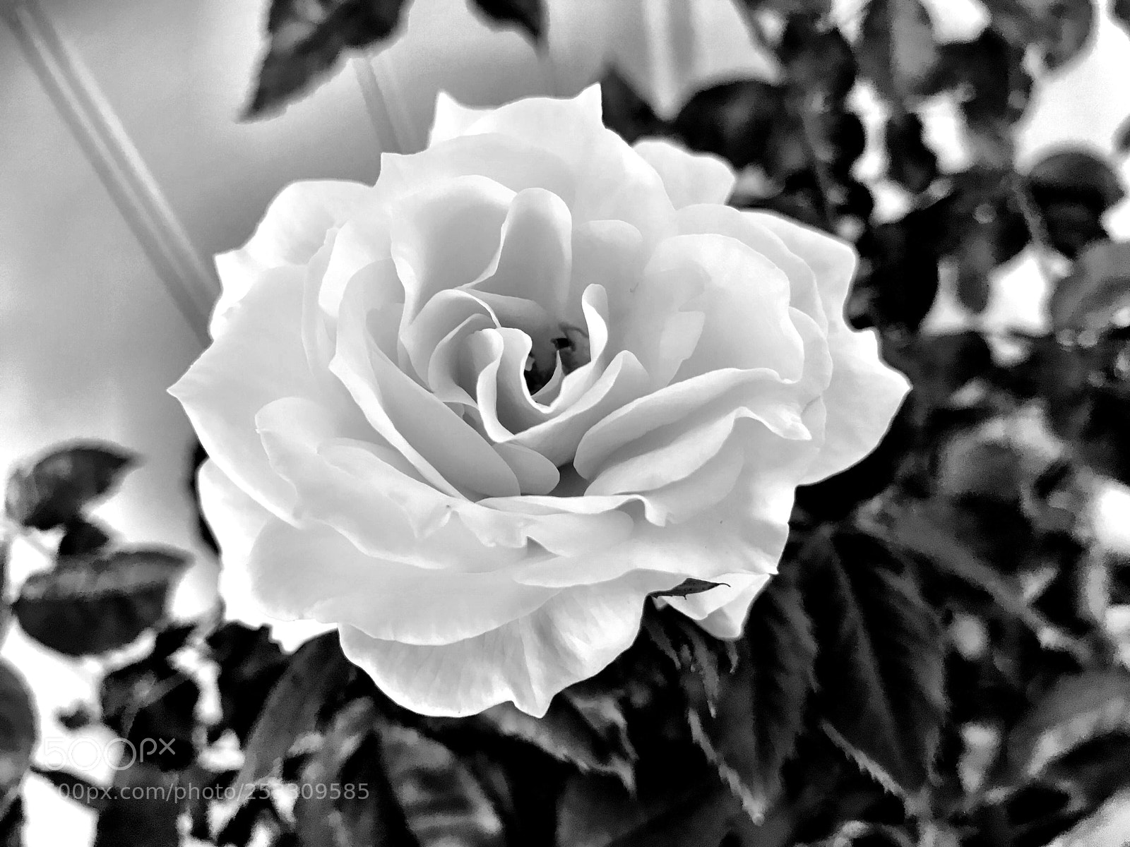 Apple iPhone 7 sample photo. Classical rose photography