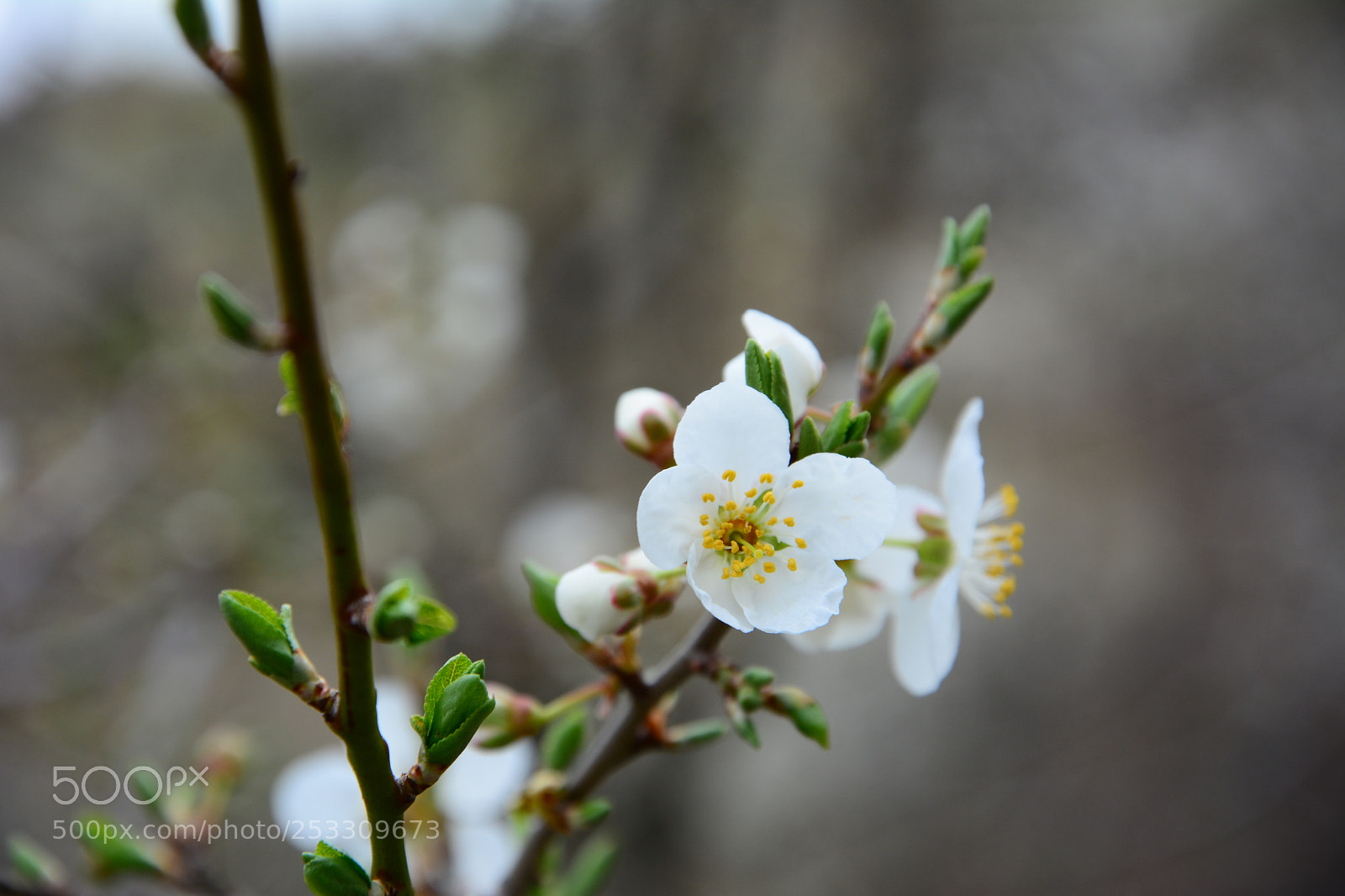 Nikon D7100 sample photo. The spring came back photography