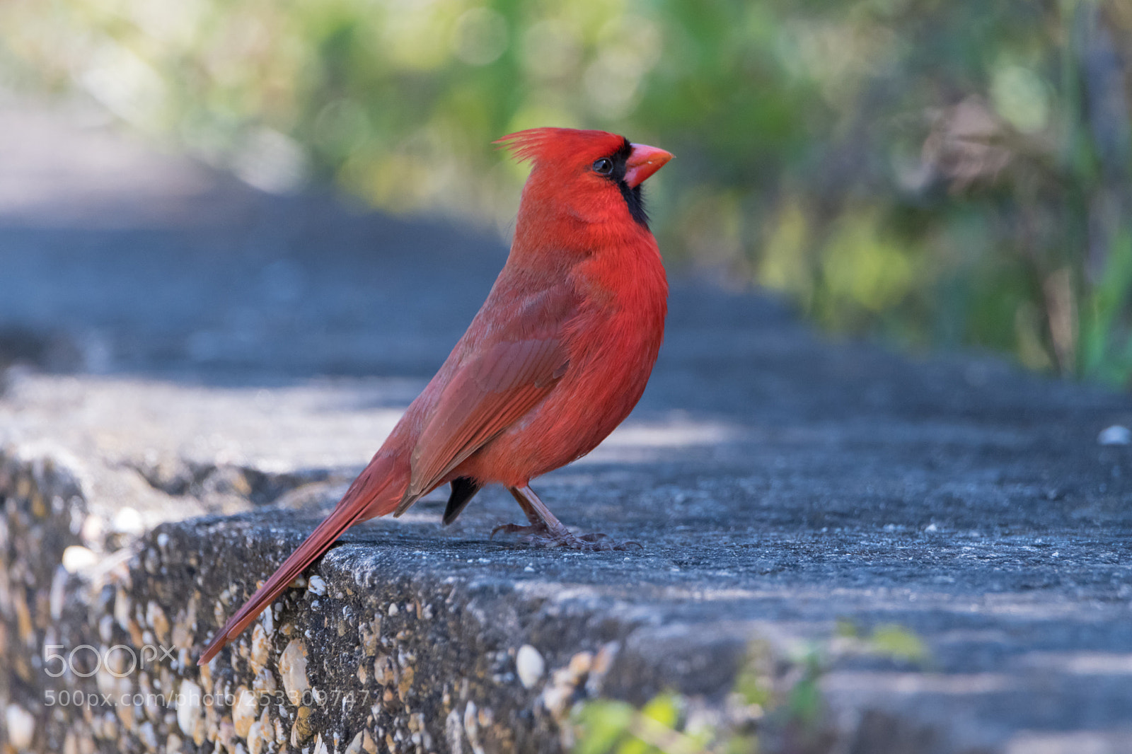 Nikon D500 sample photo. Northern cardinal photography