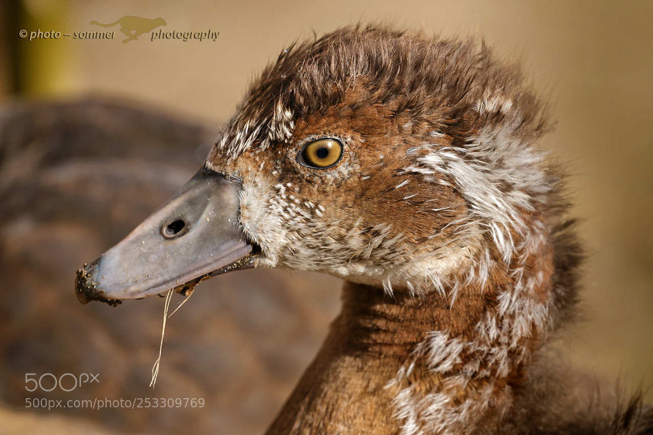 Canon EOS 70D sample photo. Young egyptian goose photography