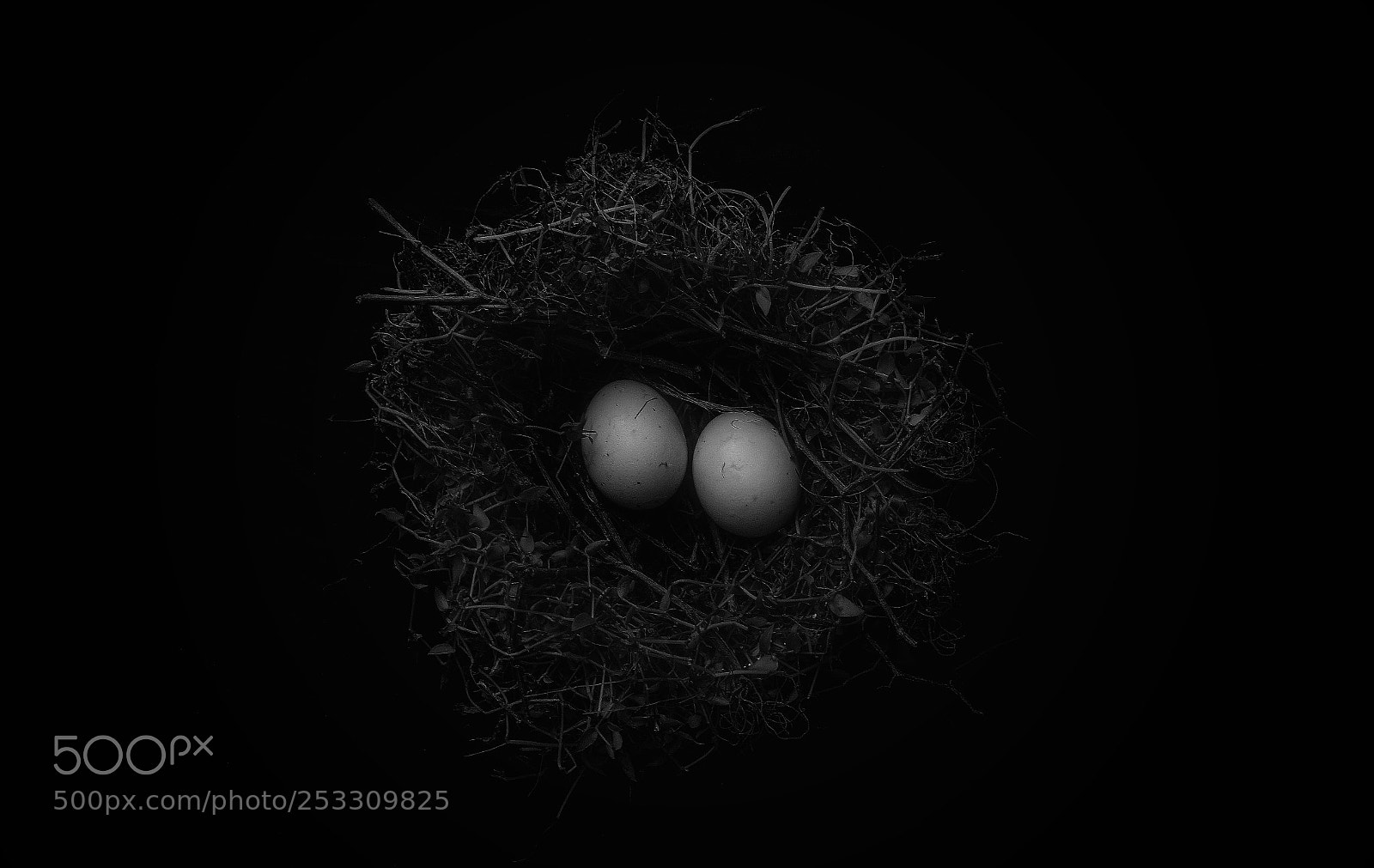 Nikon D7200 sample photo. Nest!!! photography