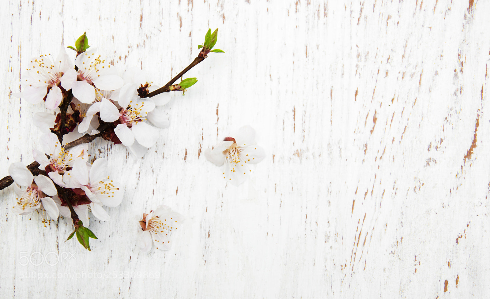 Nikon D90 sample photo. Spring blossom on wood photography