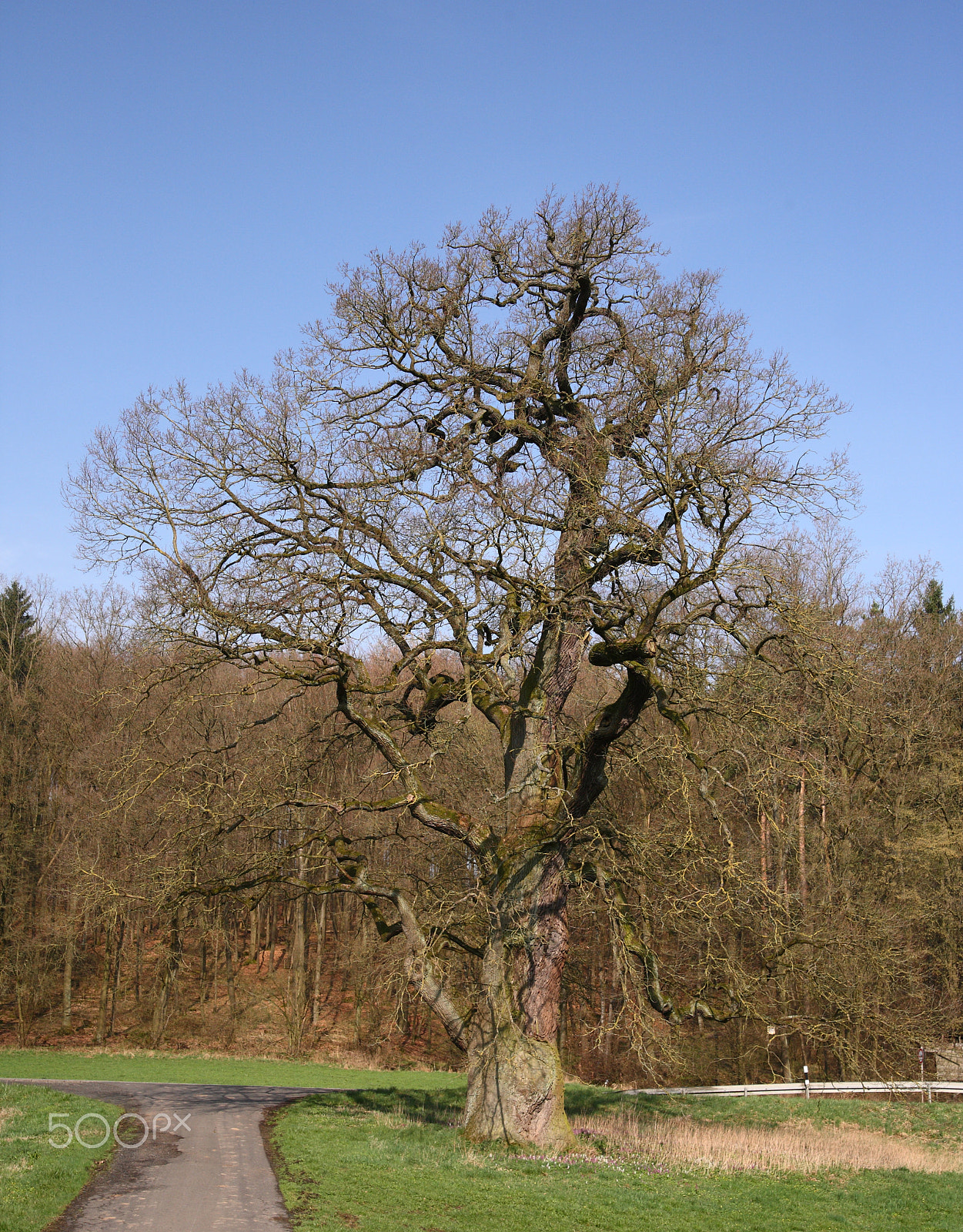 Canon EOS 5D + Tamron AF 28-75mm F2.8 XR Di LD Aspherical (IF) sample photo. Old oak tree photography