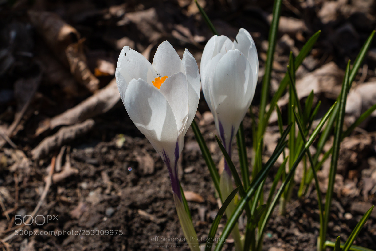 Canon EOS 70D sample photo. White crocus in bloom photography