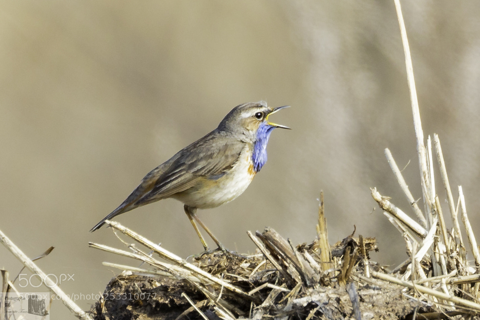 Canon EOS-1D X Mark II sample photo. Buebird photography