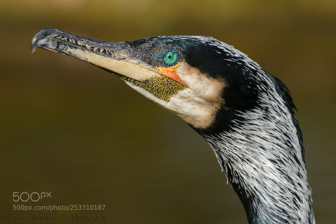 Canon EOS 70D sample photo. Cormorant photography