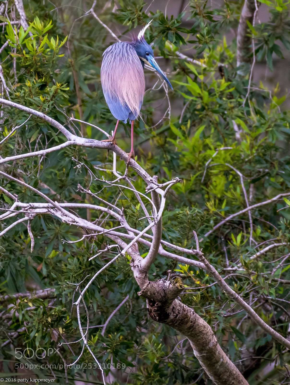 Nikon D7200 sample photo. Tri color heron photography