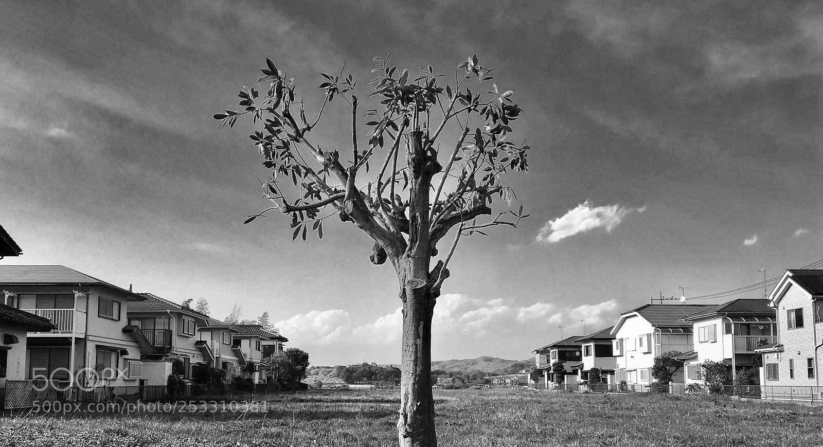 Apple iPhone 6s sample photo. Tree photography
