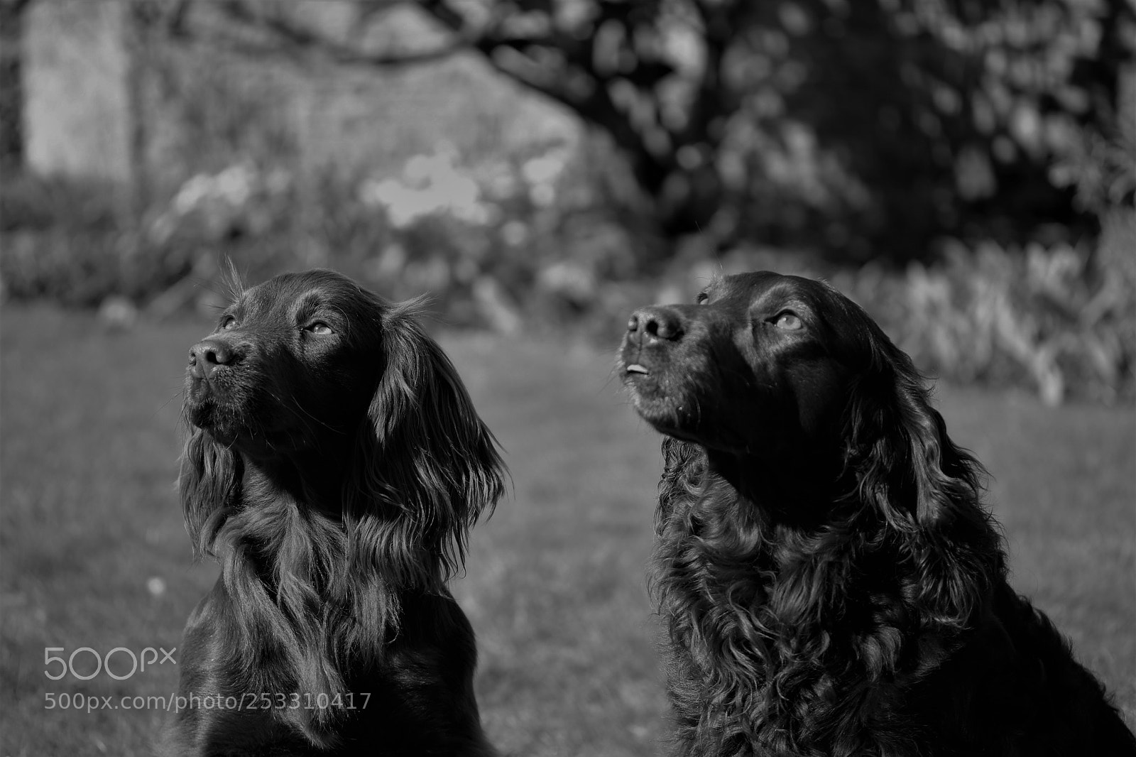 Canon EOS 750D (EOS Rebel T6i / EOS Kiss X8i) sample photo. Working dogs photography
