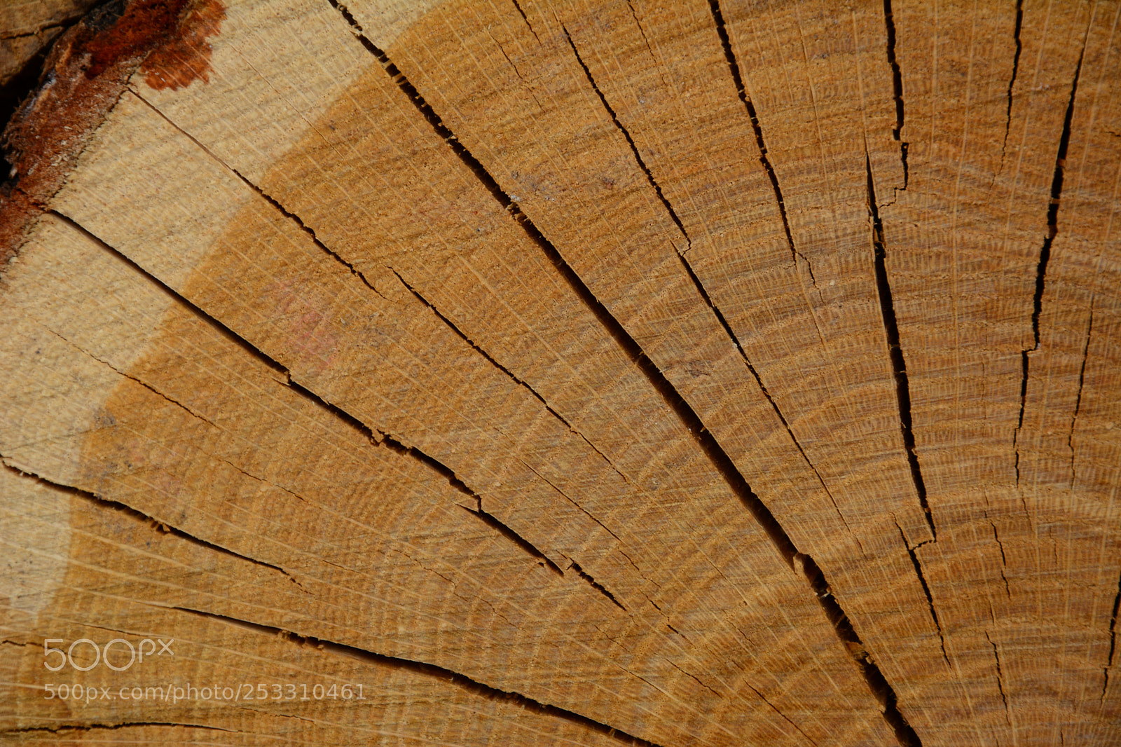 Nikon D7100 sample photo. Life in circles photography