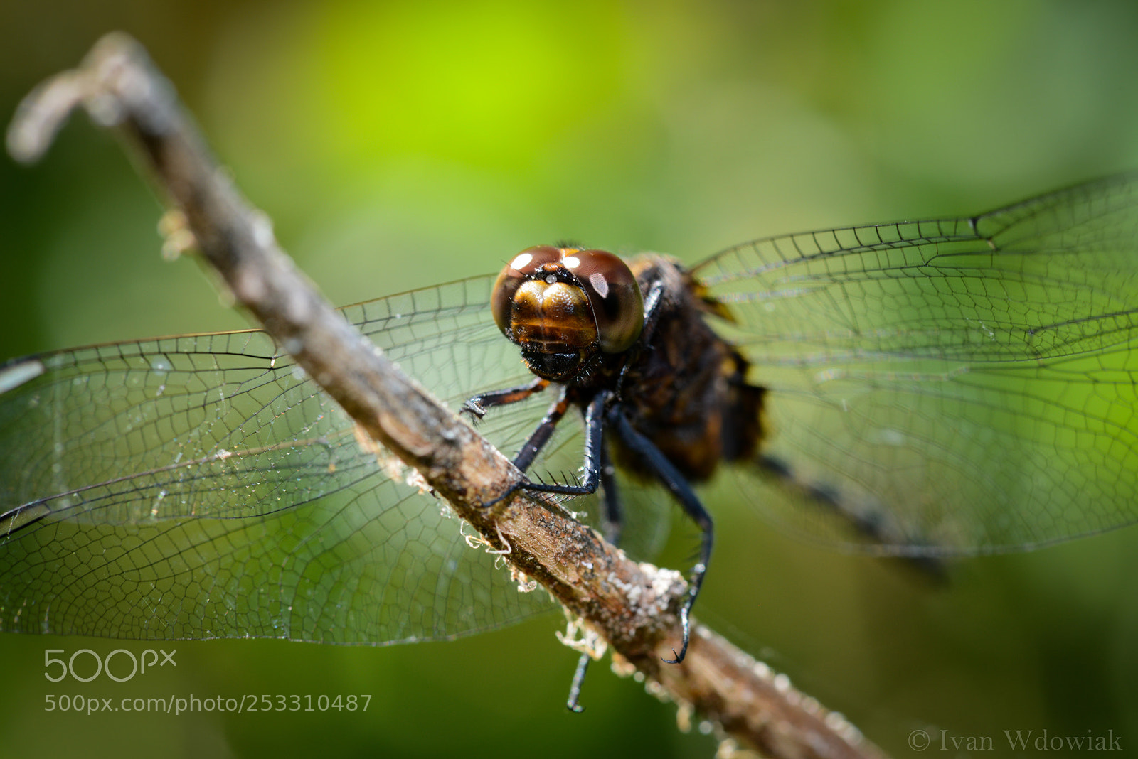 Nikon D800 sample photo. Dragonfly photography