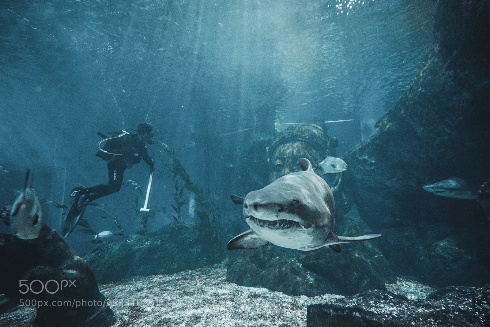 Nikon D800E sample photo. Shark tale photography