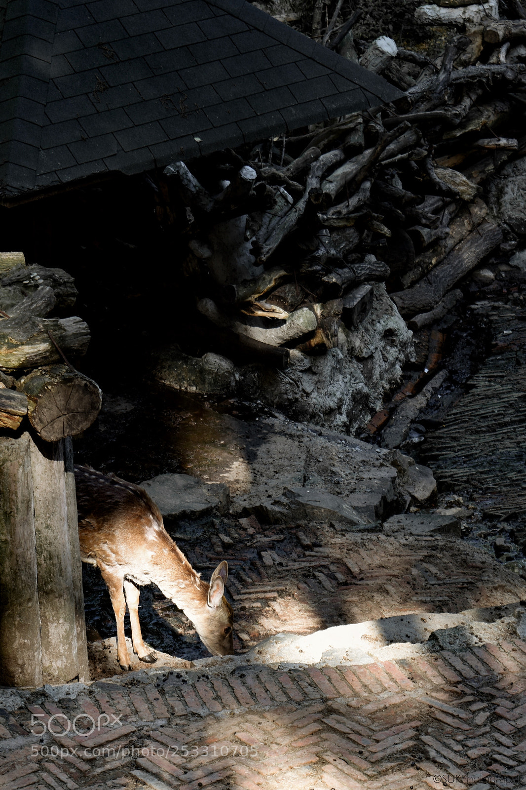 Nikon D7200 sample photo. Deer photography