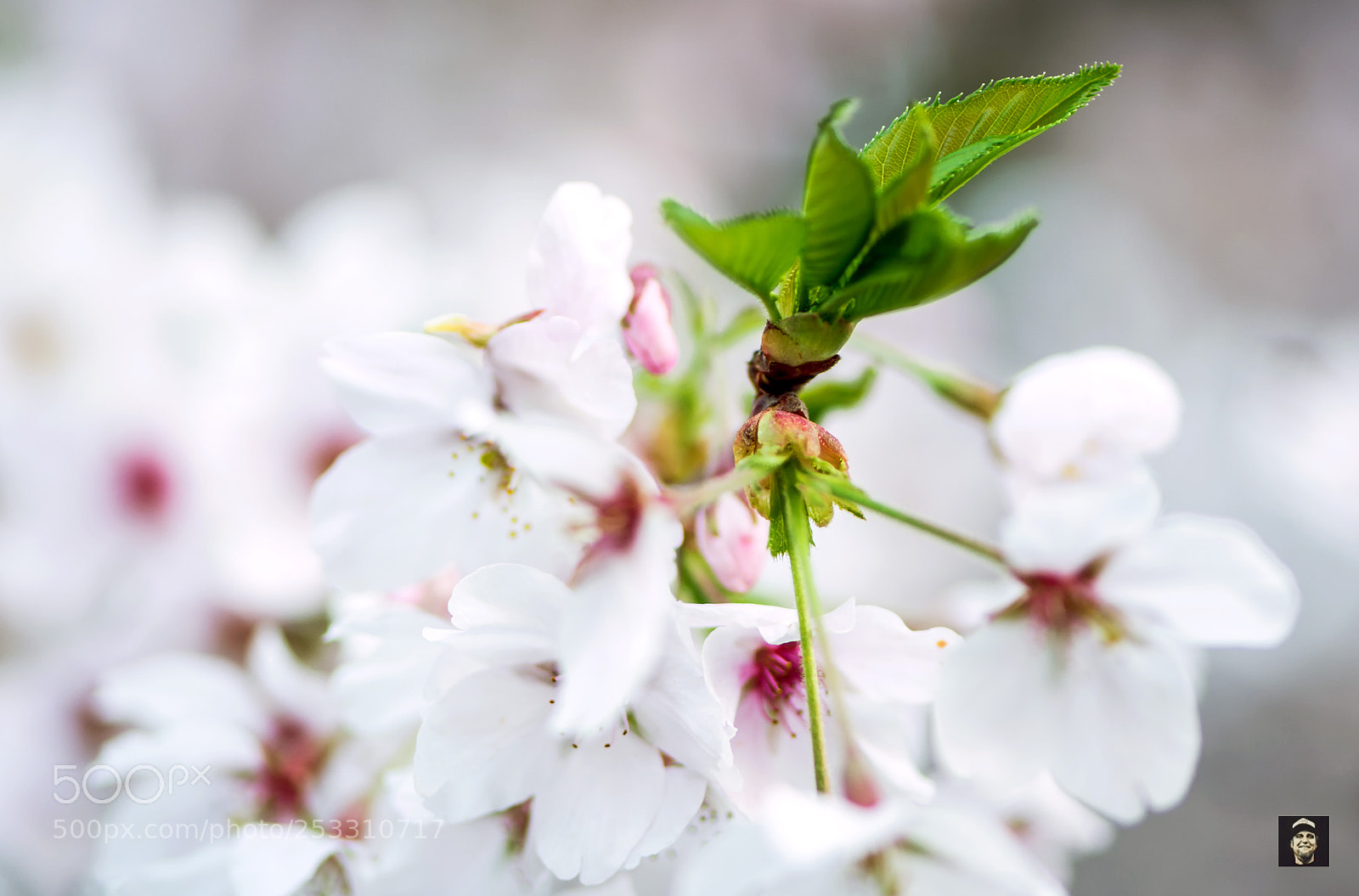 Nikon D5200 sample photo. Springtime,.....2018 photography