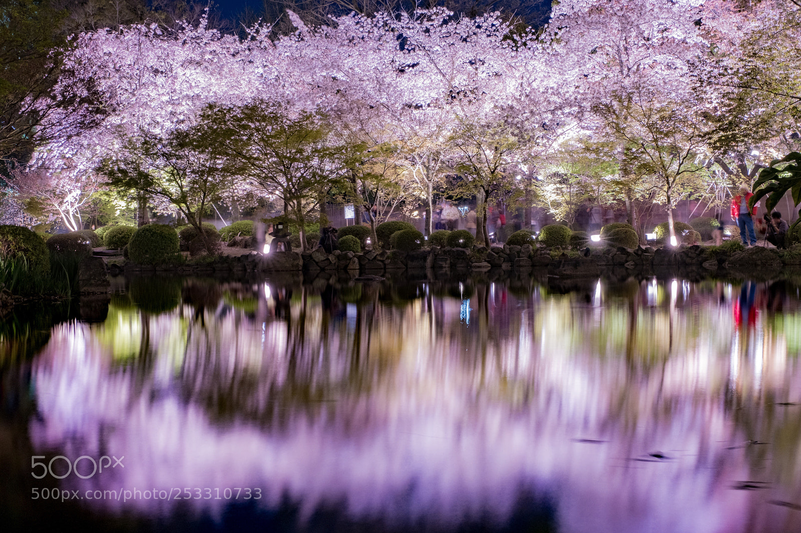Fujifilm X-T2 sample photo. Sakura reflection photography