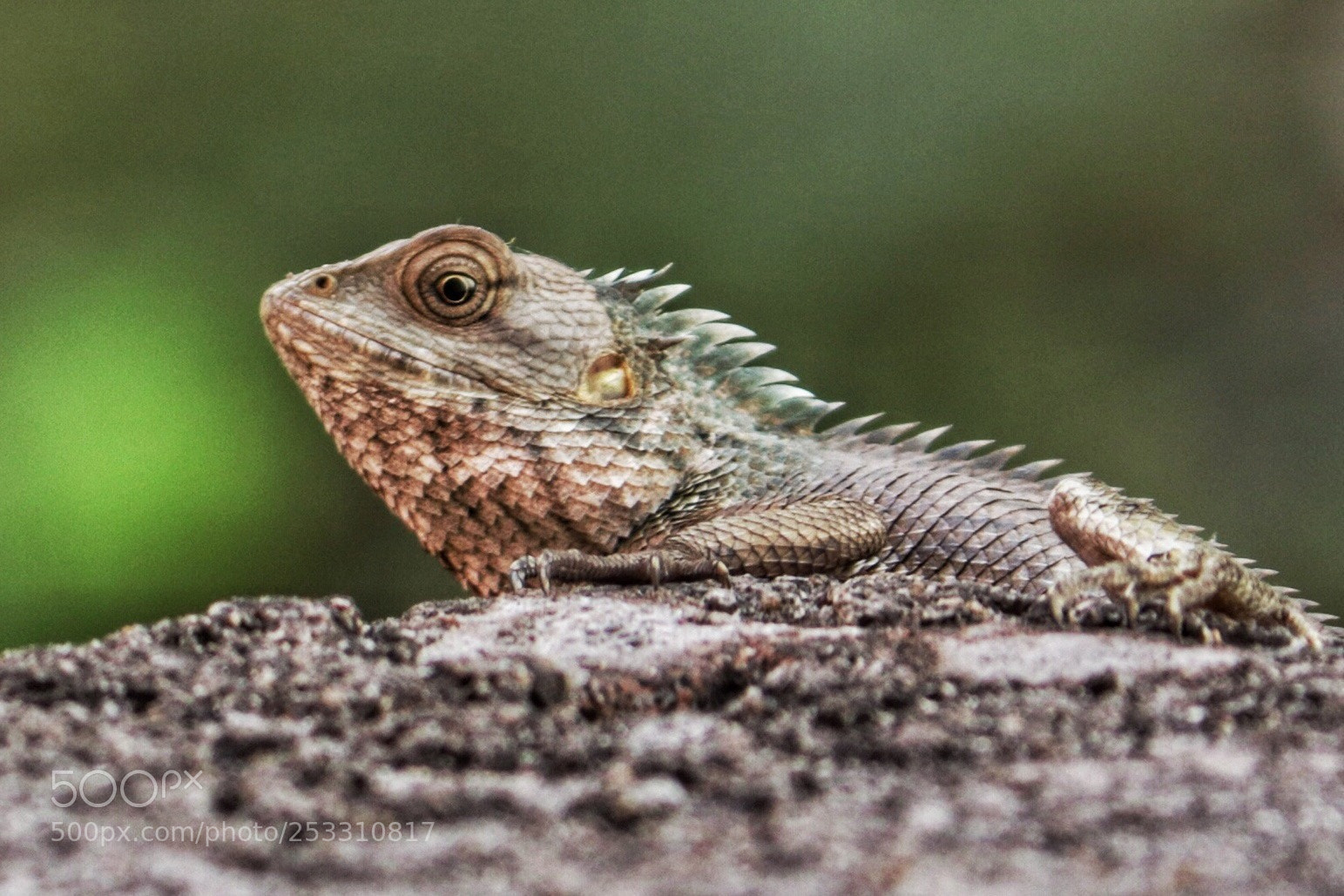 Canon EOS 80D sample photo. Chameleon  photography