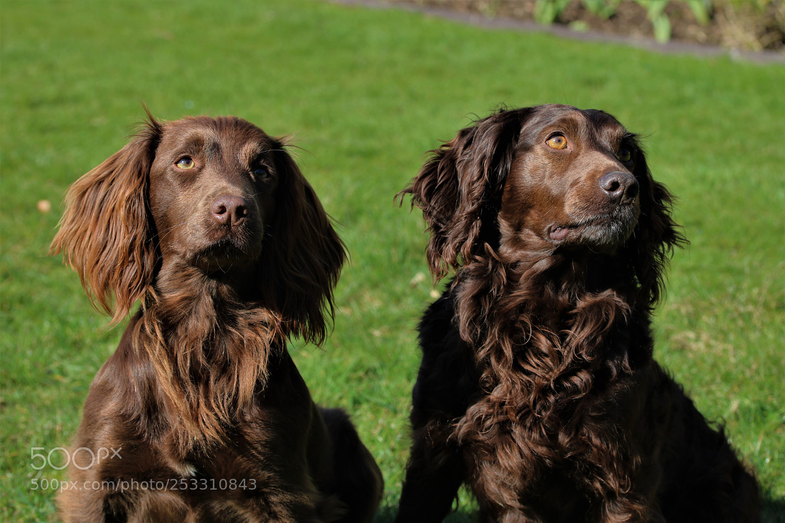 Canon EOS 750D (EOS Rebel T6i / EOS Kiss X8i) sample photo. Working dogs photography