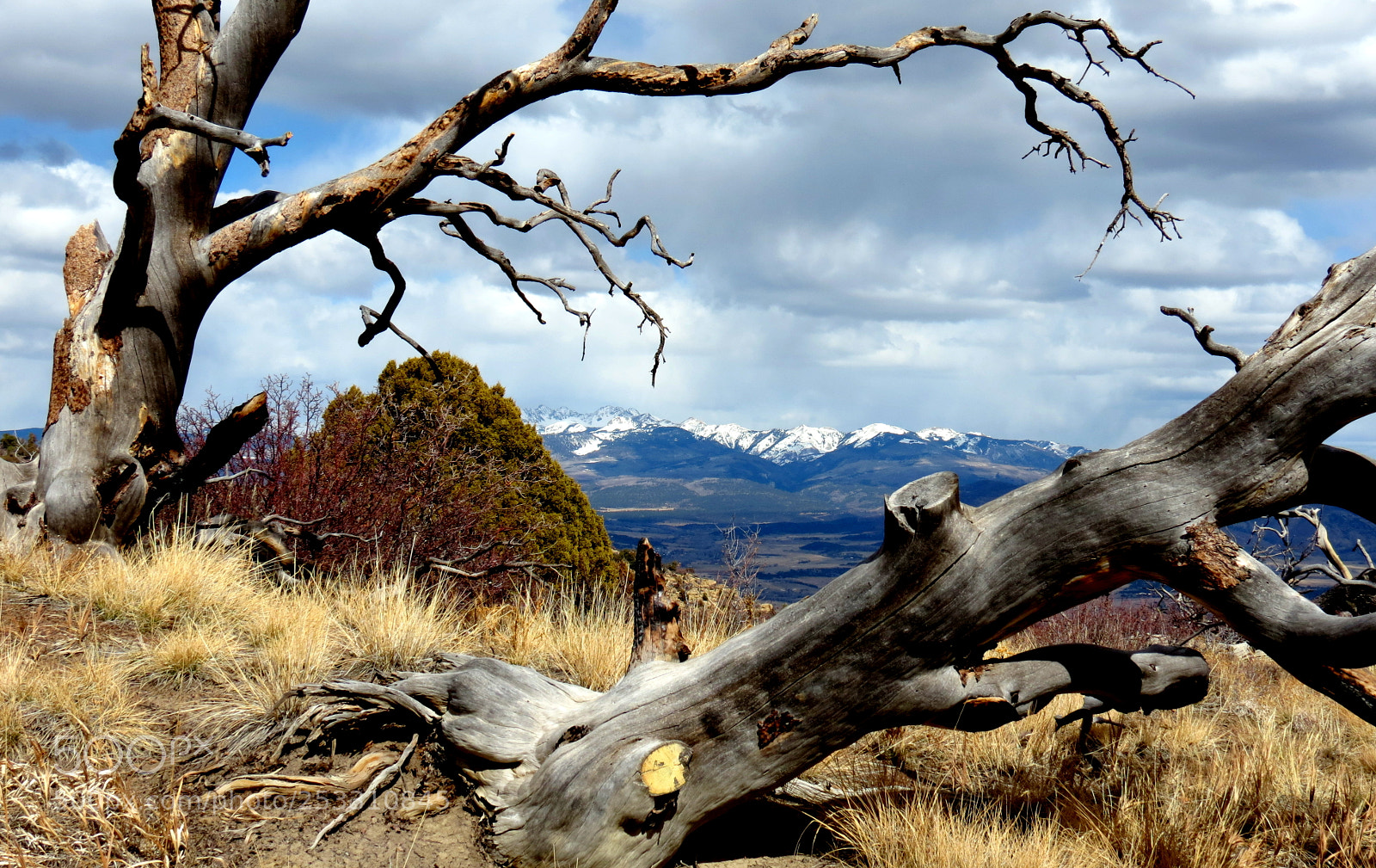 Canon PowerShot SX40 HS sample photo. Beyond bare trees photography