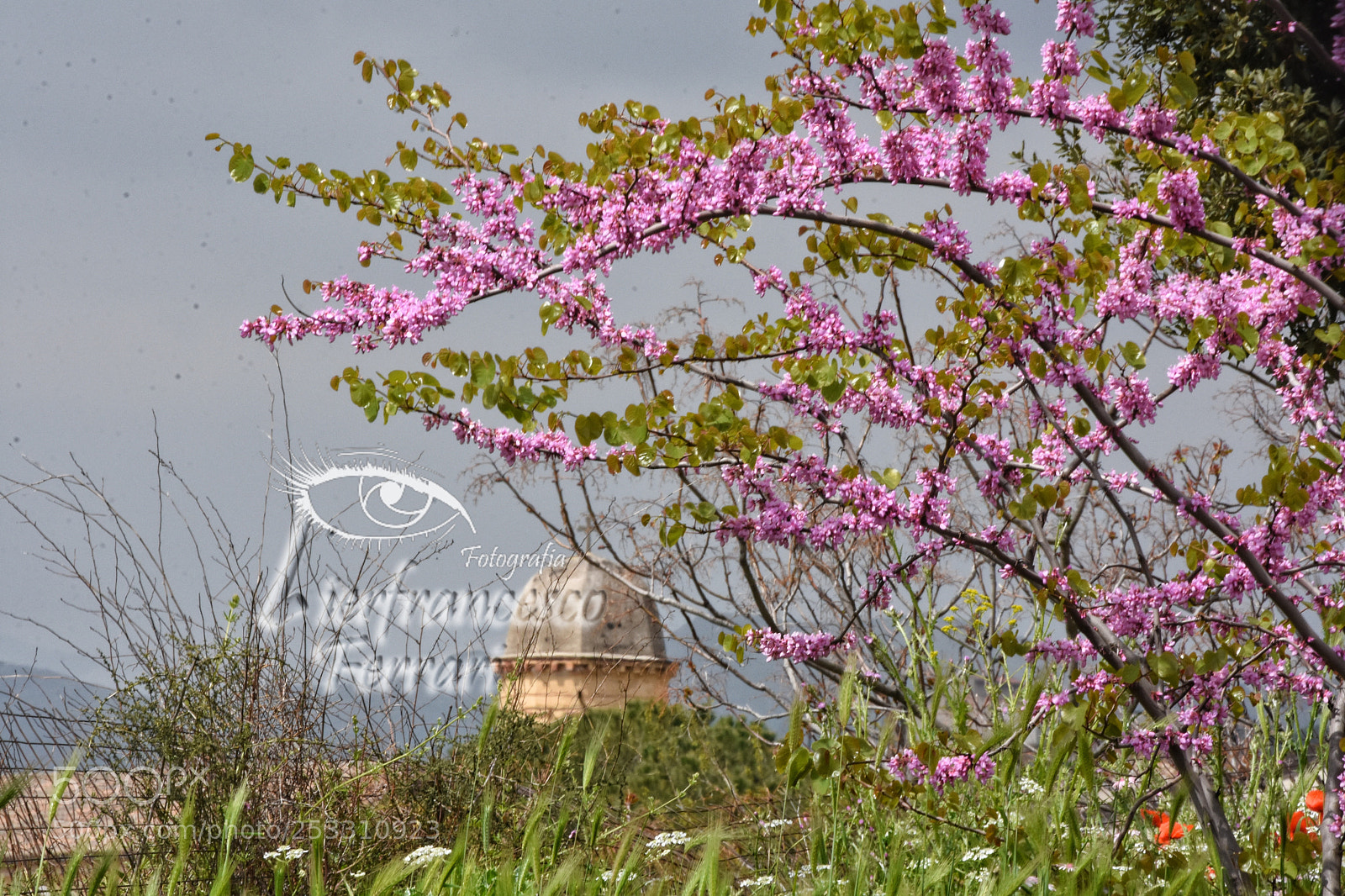 Nikon D7200 sample photo. Stamattina cupola della chiesa photography