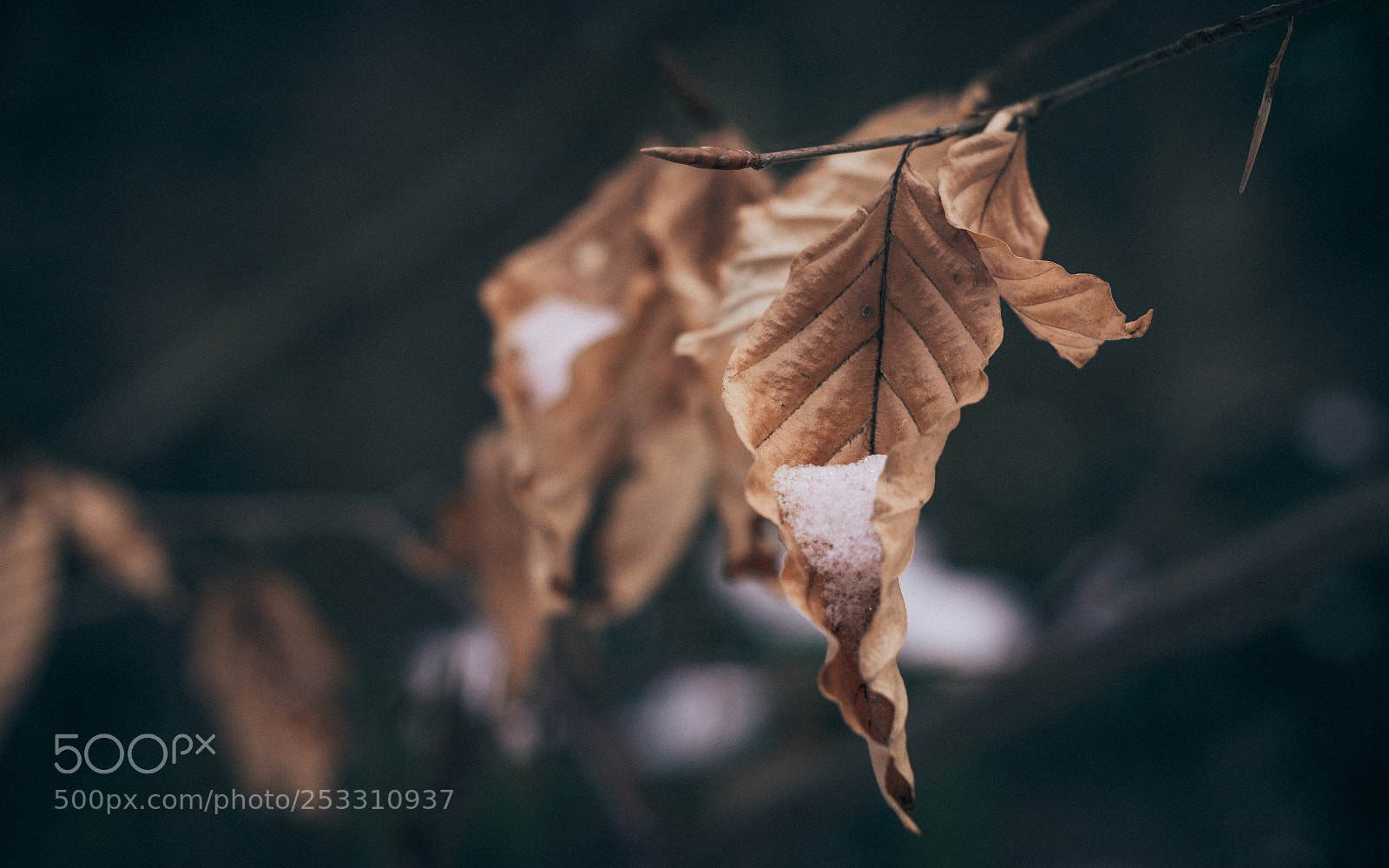 Nikon D7100 sample photo. Winter is leaving photography