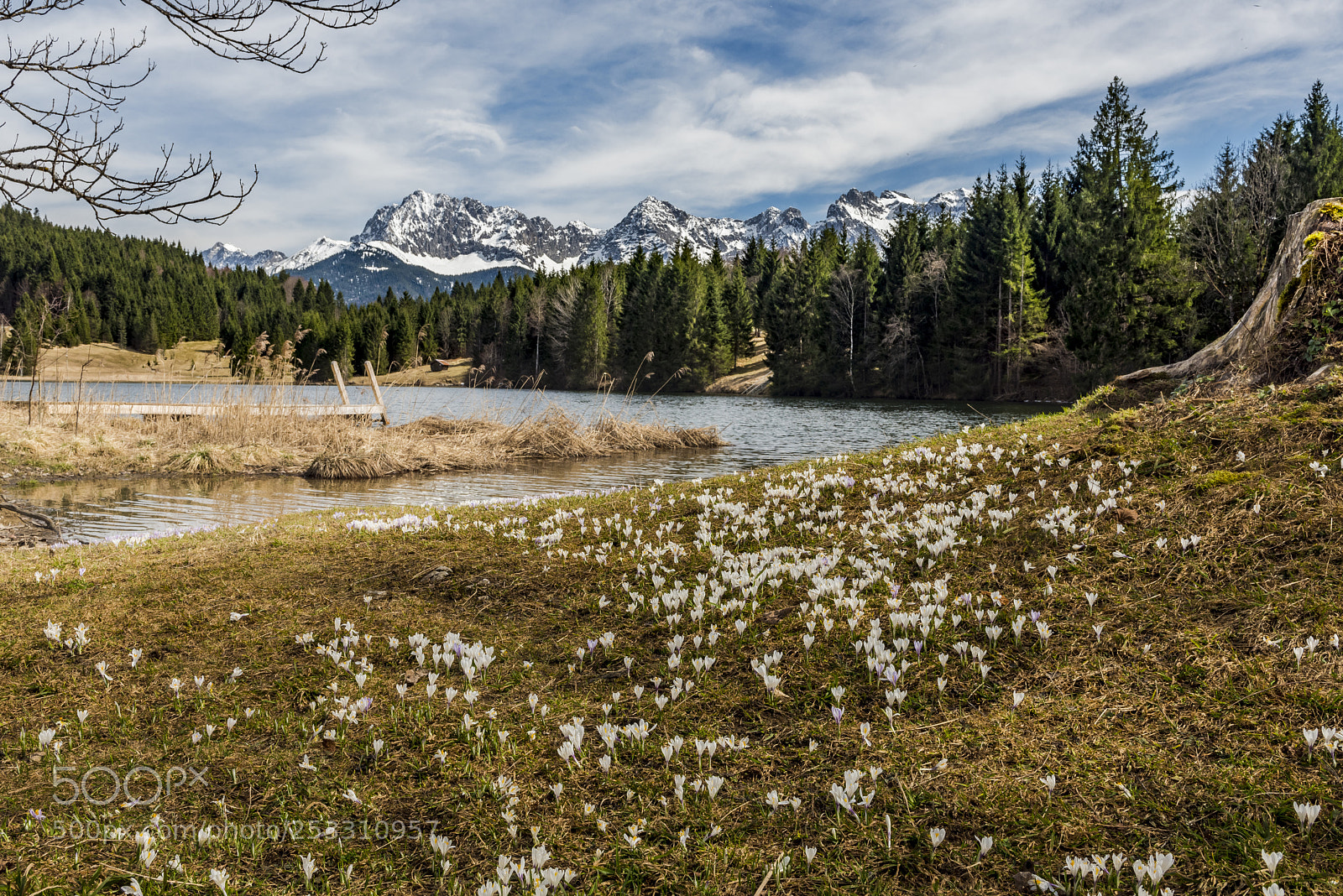 Nikon D810 sample photo. Crocuses photography