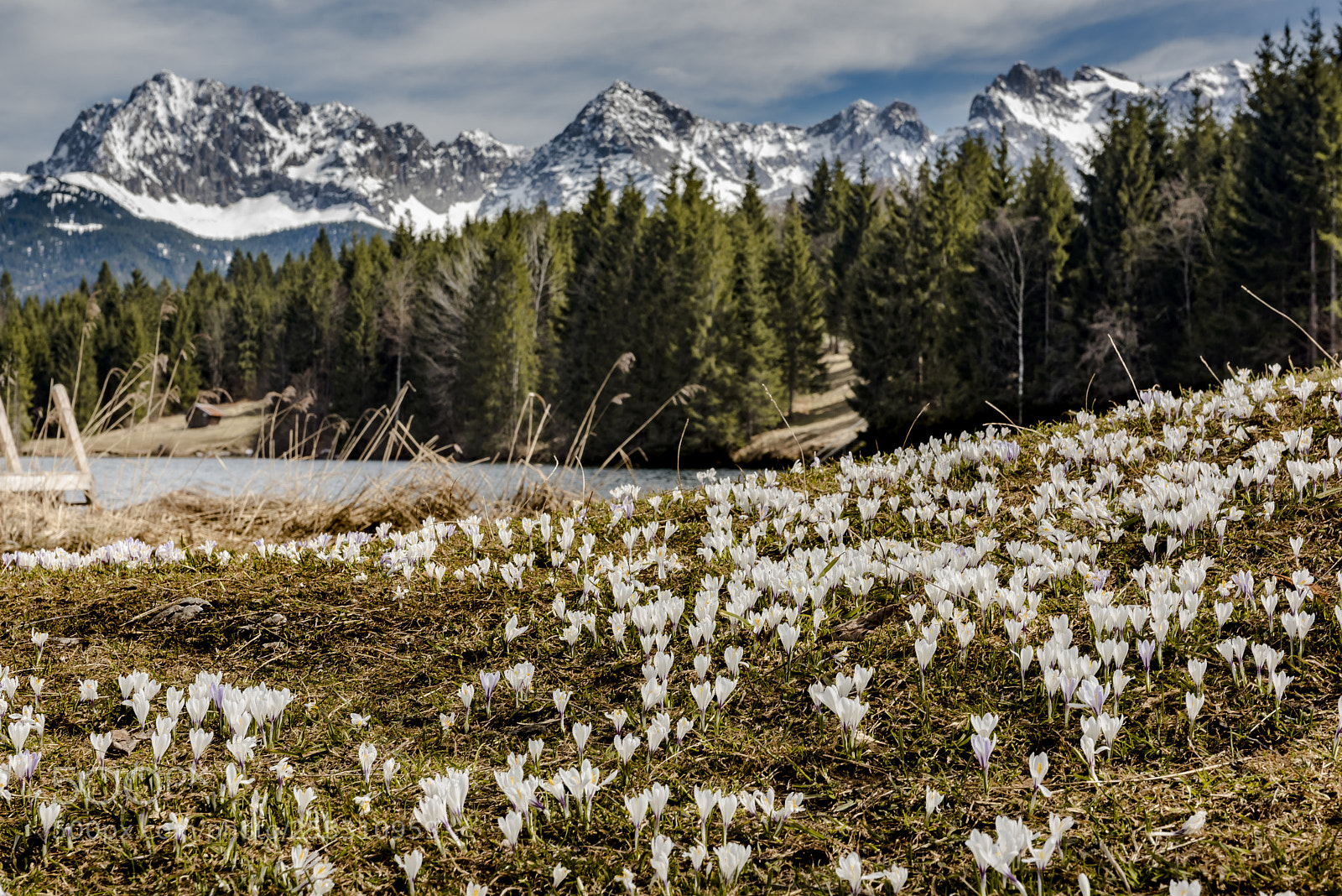 Nikon D810 sample photo. Crocuses photography