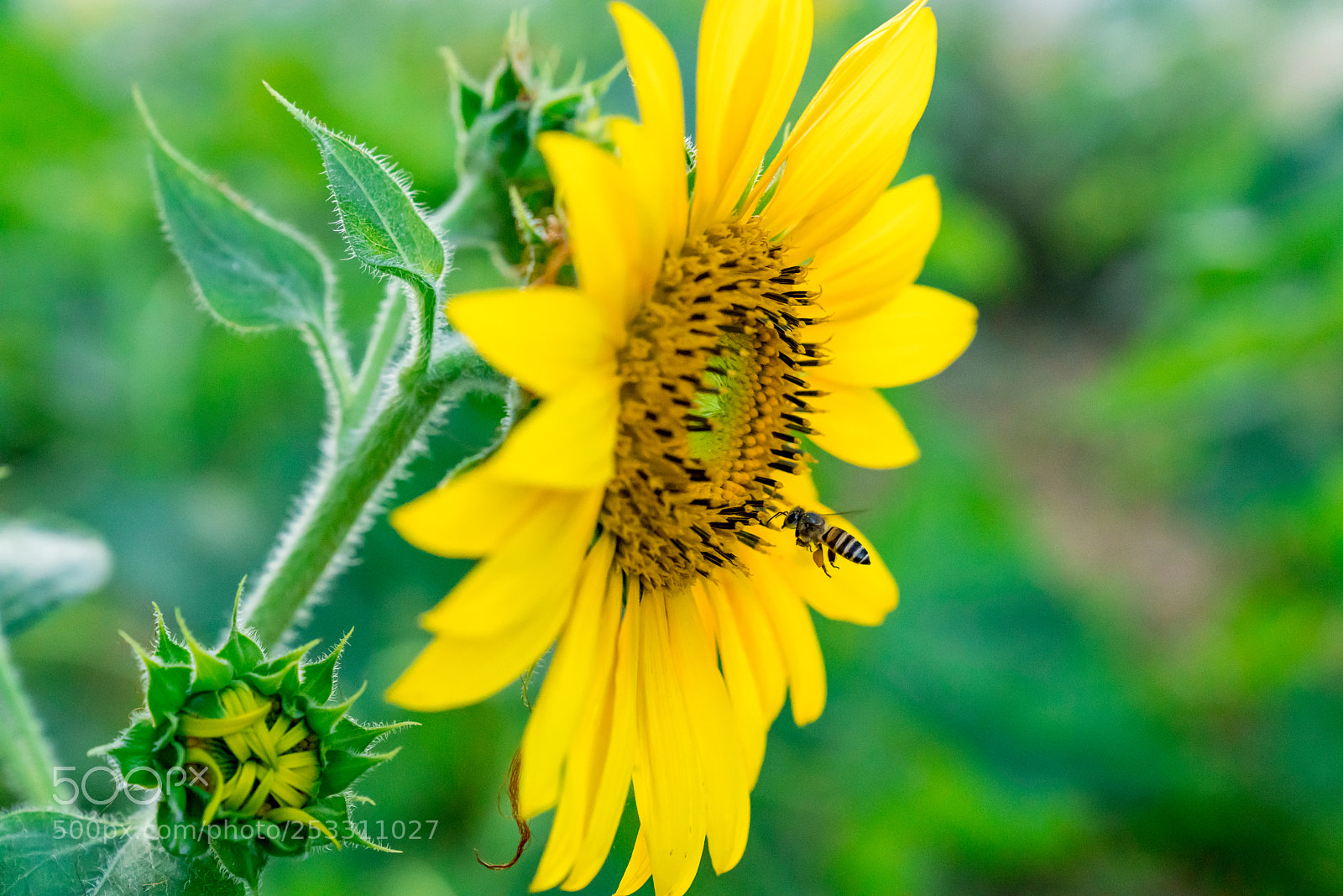 Sony a7R III sample photo. Sunflower photography