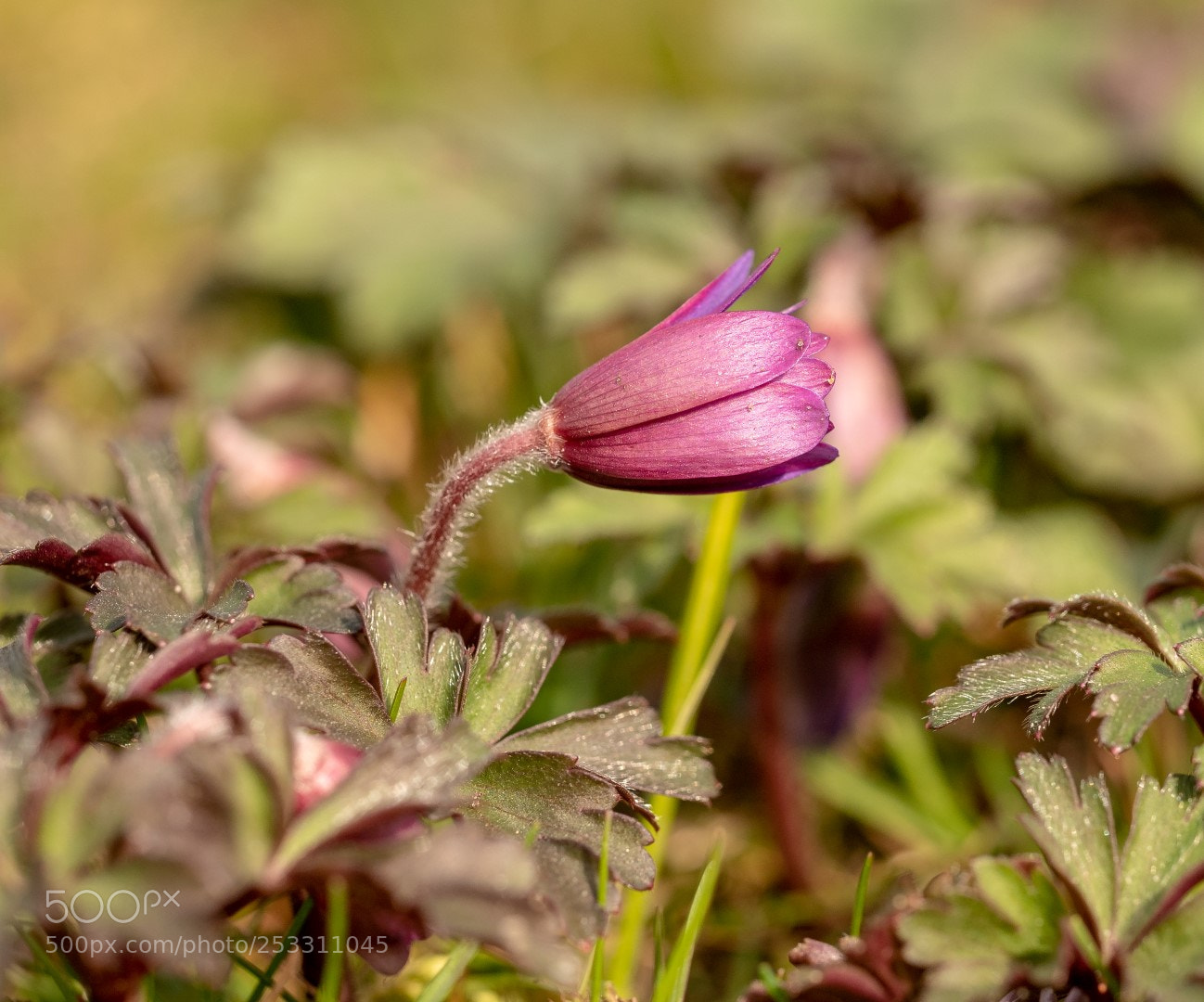 Panasonic Lumix DMC-GX85 (Lumix DMC-GX80 / Lumix DMC-GX7 Mark II) sample photo. Spring flower photography