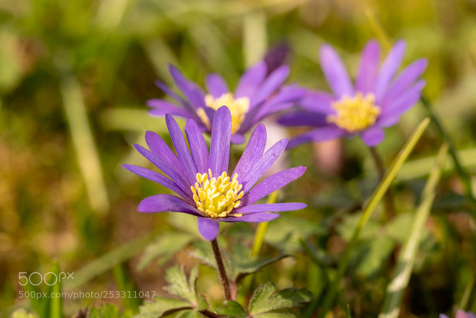 Panasonic Lumix DMC-GX85 (Lumix DMC-GX80 / Lumix DMC-GX7 Mark II) sample photo. Spring flower photography