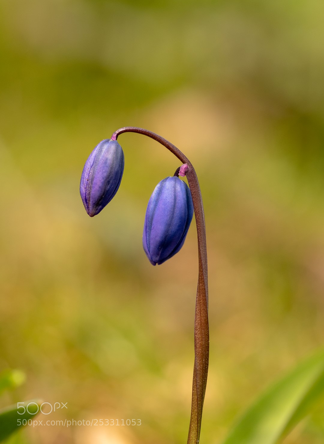 Panasonic Lumix DMC-GX85 (Lumix DMC-GX80 / Lumix DMC-GX7 Mark II) sample photo. Spring flower photography