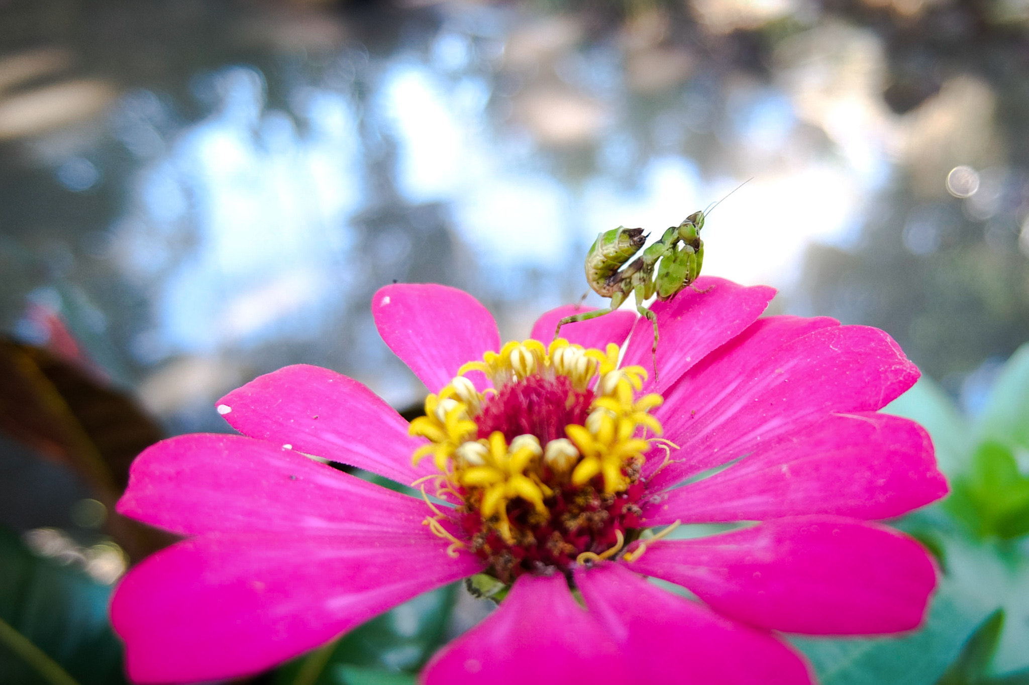 Fujifilm XQ2 sample photo. Little friend photography