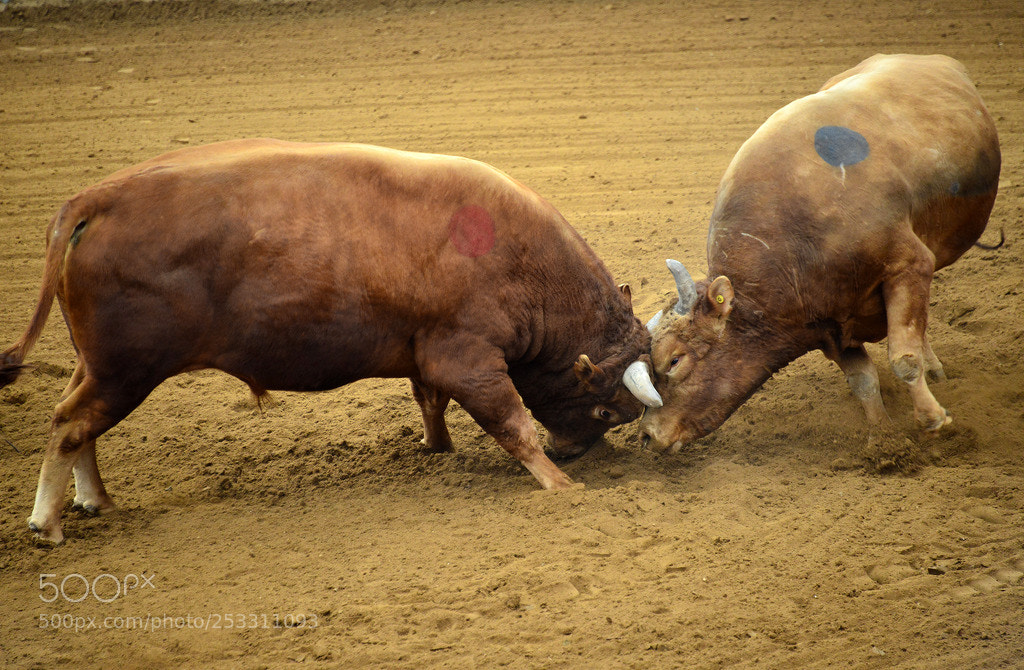 Nikon D800 sample photo. Bull's fighting photography