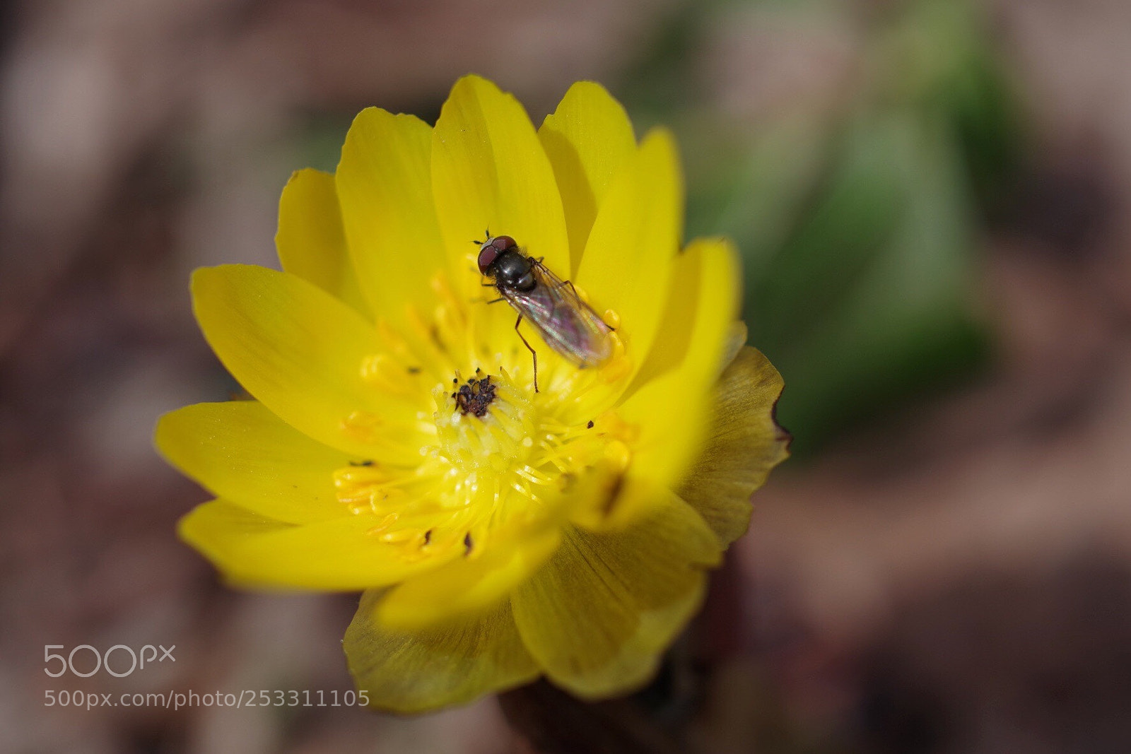 Pentax K-1 sample photo. A pollinator photography