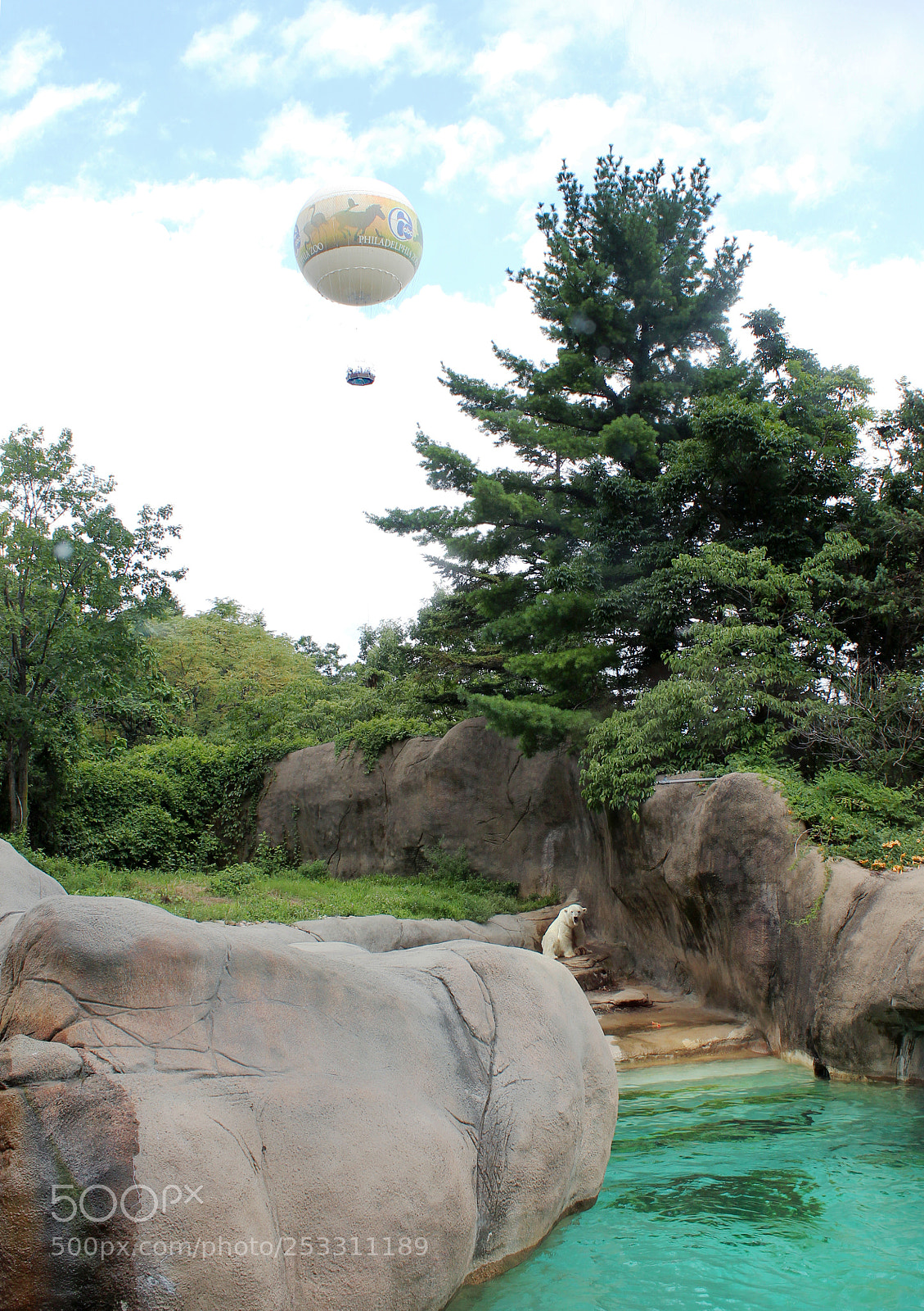 Canon EOS 650D (EOS Rebel T4i / EOS Kiss X6i) sample photo. Polar bear photography