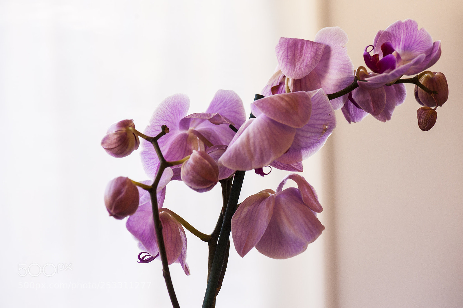 Nikon D700 sample photo. My pink orchid loves photography