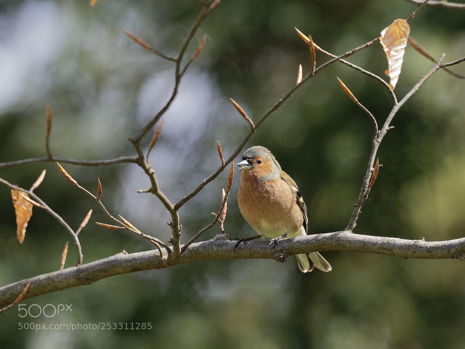 Olympus OM-D E-M1 Mark II sample photo. Chaffinch photography