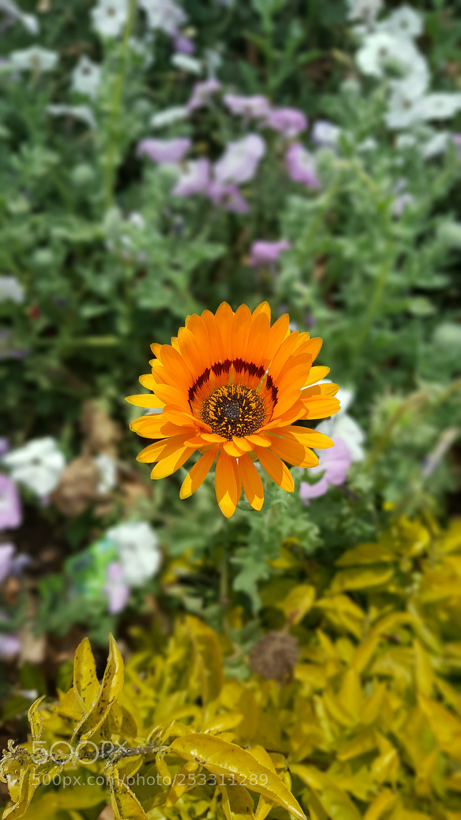 Samsung Galaxy Note5 sample photo. Pure orange photography