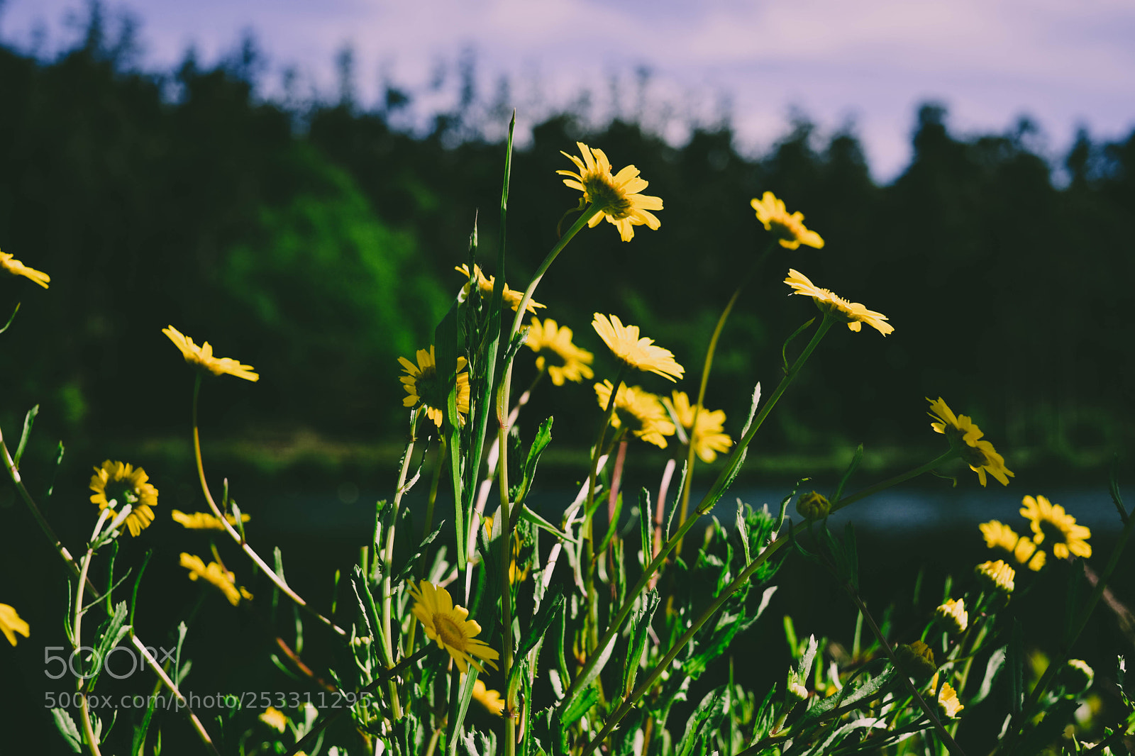 Nikon D5300 sample photo. Morning lake photography