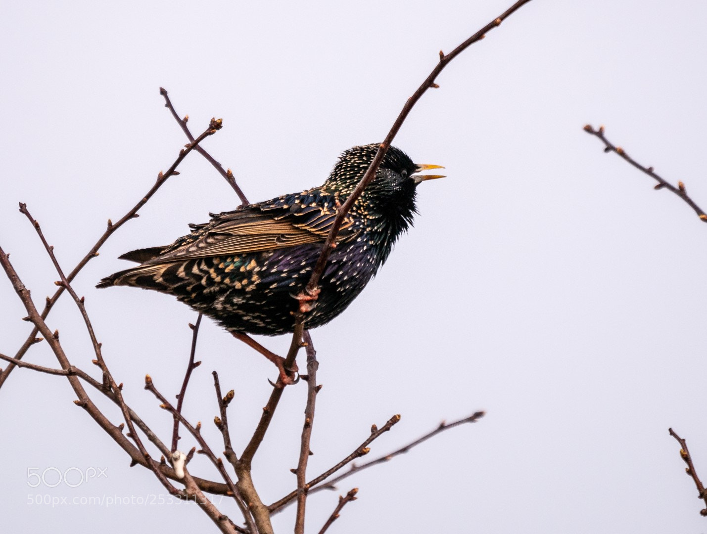 Panasonic Lumix DMC-GX85 (Lumix DMC-GX80 / Lumix DMC-GX7 Mark II) sample photo. Singing swinging starling photography