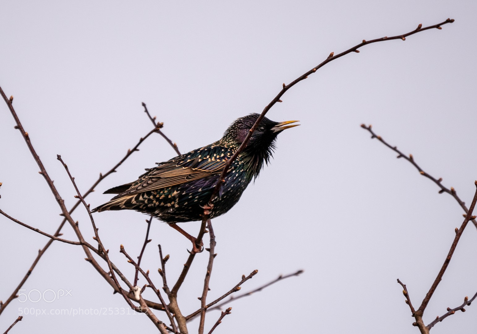 Panasonic Lumix DMC-GX85 (Lumix DMC-GX80 / Lumix DMC-GX7 Mark II) sample photo. Singing swinging starling photography