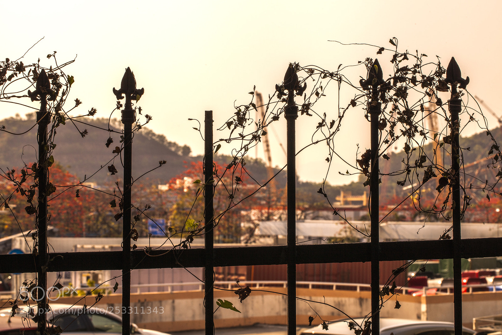 Canon EOS 5D Mark II sample photo. Lose focus flowers photography
