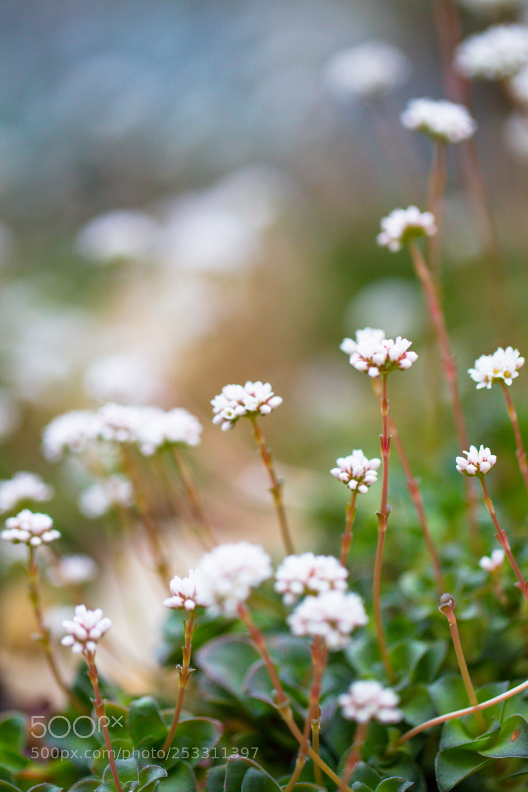 Canon EOS-1D Mark IV sample photo. Ich bin ein g photography