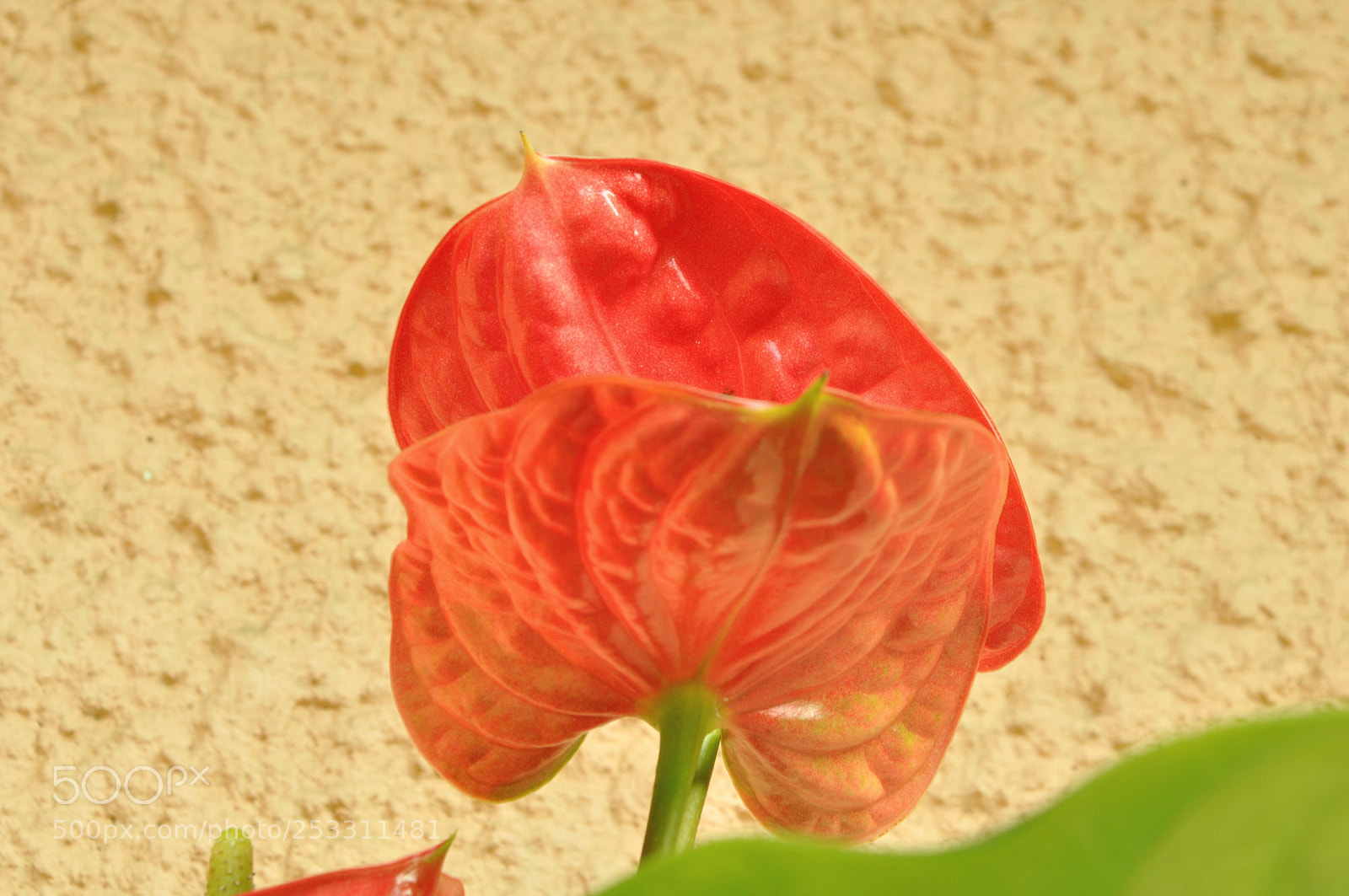 Nikon D90 sample photo. Csc photography