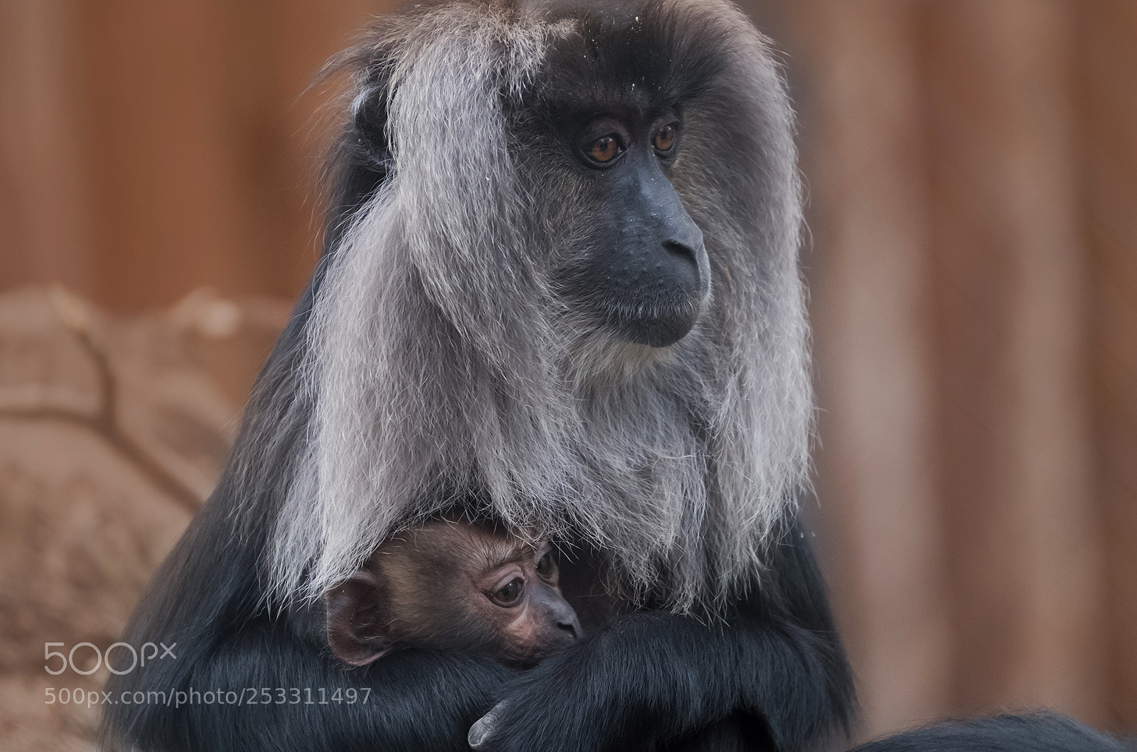 Fujifilm X-T2 sample photo. Monkey baby photography