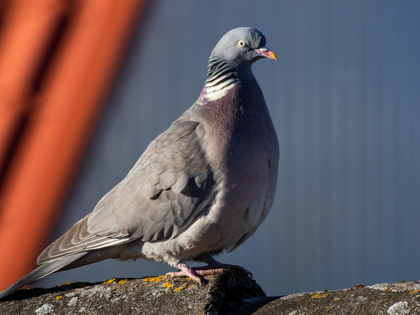 Olympus PEN E-PM2 sample photo. Columba palumbus photography