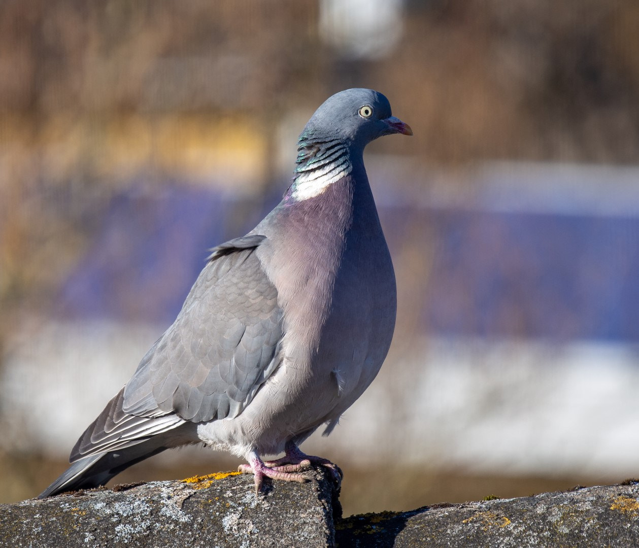 Olympus PEN E-PM2 sample photo. Columba palumbus photography