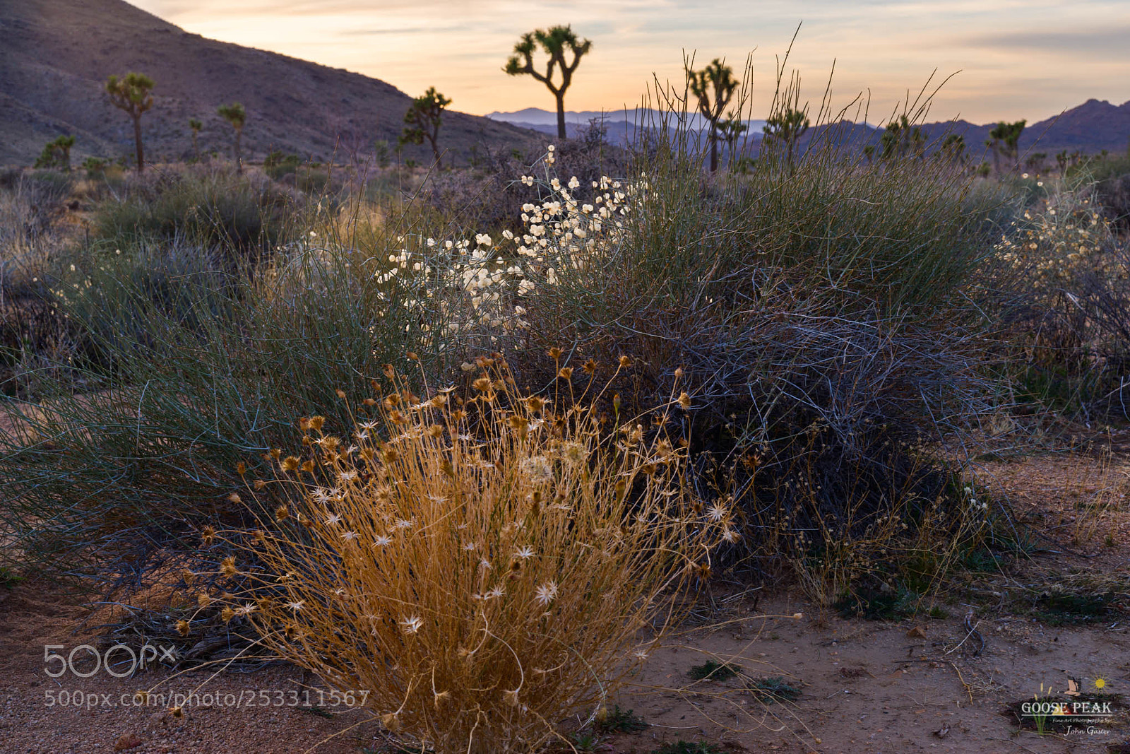 Sony a7R sample photo. Blooming brush photography