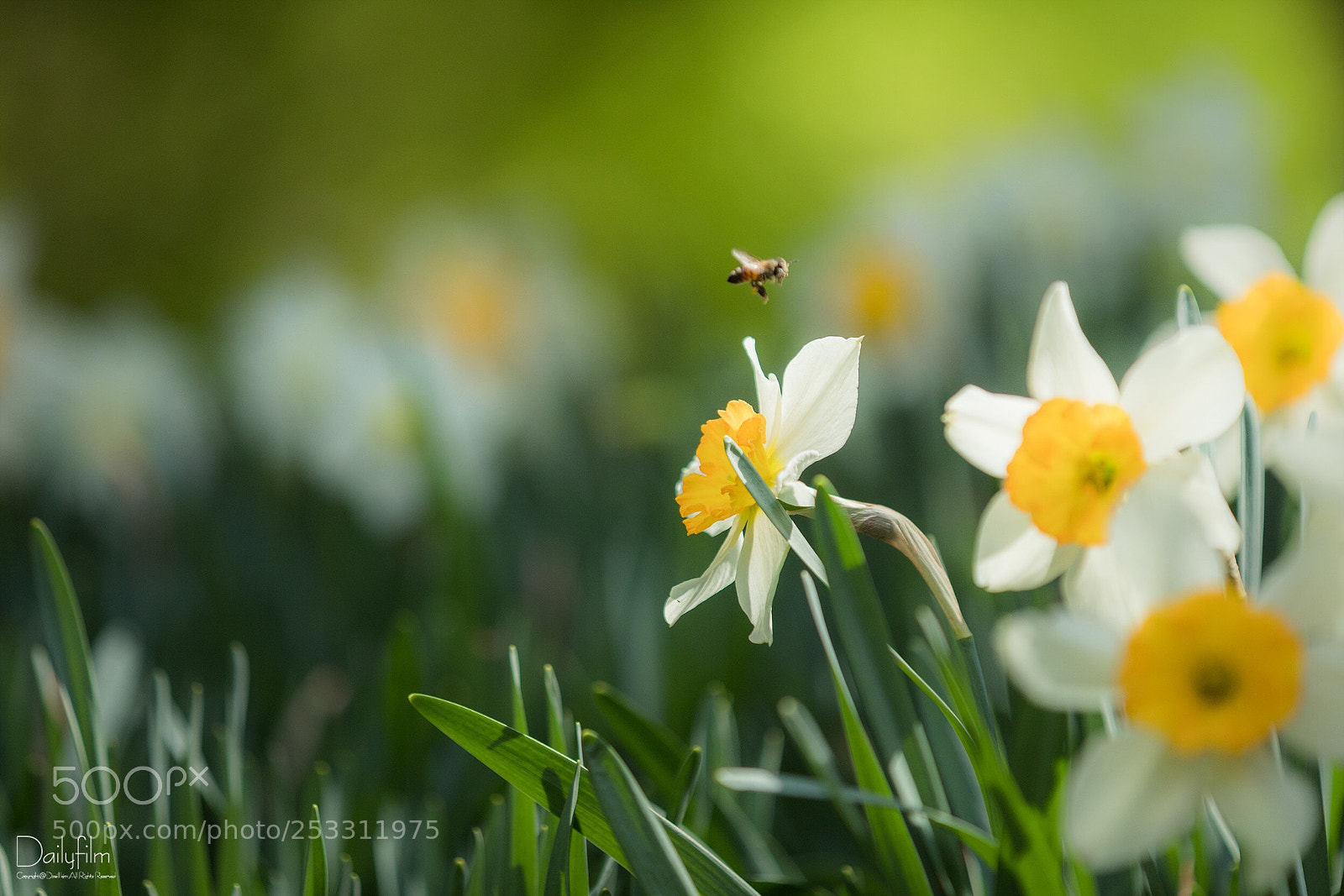Canon EOS 6D Mark II sample photo. Flying bee photography